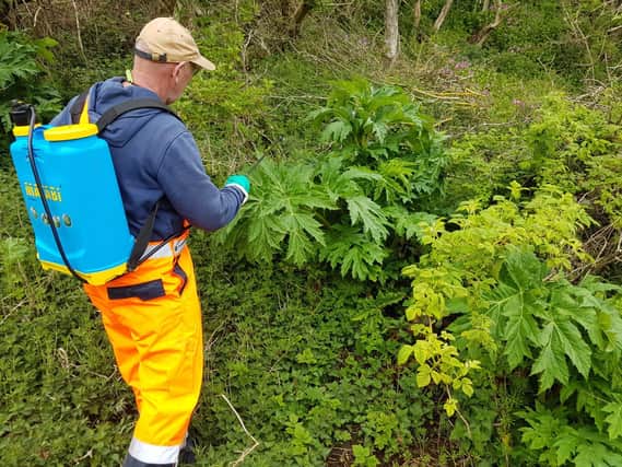 Giant Hogweed is highly toxic and should only be handled by experts.