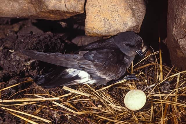 Storm petrels are breeding on the Isle of May