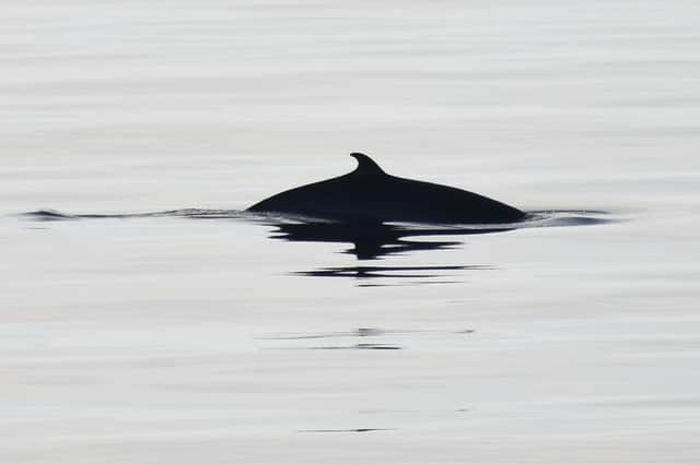 A consultation on the UK’s first Dolphin and Porpoise Conservation Strategy has been launched.