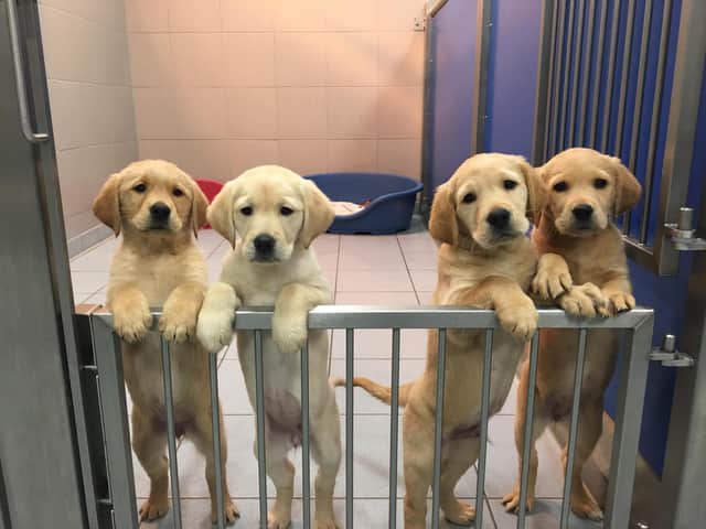 The charity Guide Dogs is looking for Borders volunteers to help train these adorable pups.