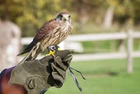Some councillors said falconry was a hobby, not a business.
