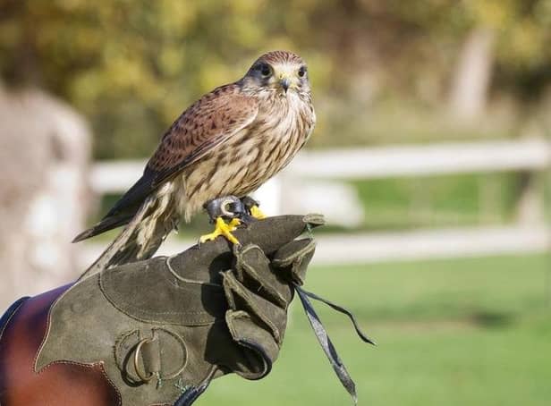 Some councillors said falconry was a hobby, not a business.