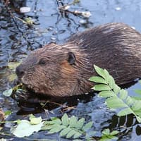 Fishing authority welcomes SBC move on beavers