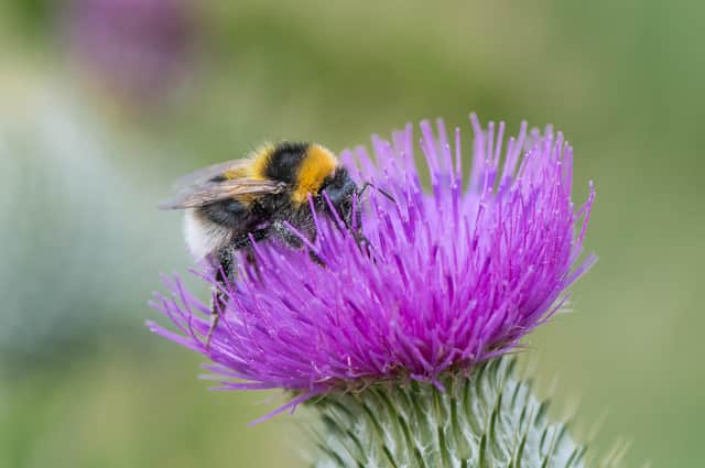 The Bumblebee Conversation Trust is on a mission to help everyone Bee the Change, with a campaign asking people across the country to take simple actions to make their postcode more bumblebee-friendly.