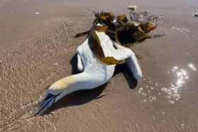 Dead seabirds have been found on the coastline, infected with avian influenza.