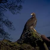 Golden Eagles are being re-introduced to the Borders. Photo: Phil Wilkinson.