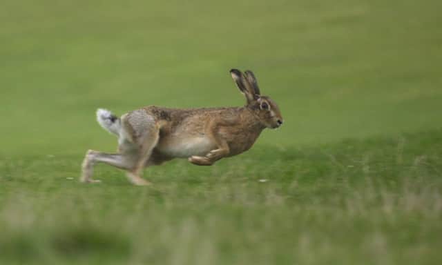 There's been a crackdown on hare coursing in the Borders.
