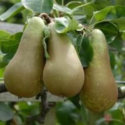 Pear tree theft.