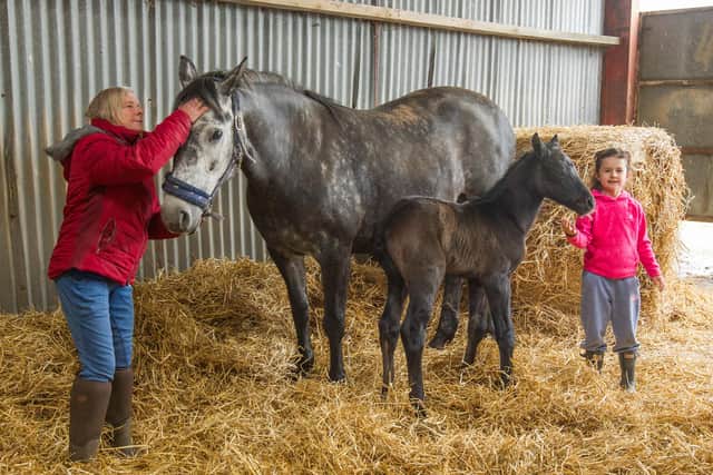 Scarlett-Rose with her gran Alison and the new foal. (Photo: BILL MCBURNIE)