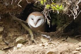 The adult male Barn Owl in the Lammermuirs prefers some downtime, away from his young brood