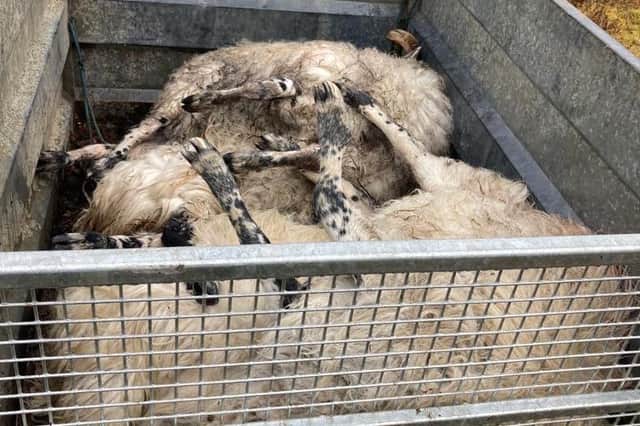 The dead and injured sheep were found by the farmer.