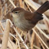 Alistair Cutter took five visits to Bemersyde to capture images of this Cetti’s warbler.