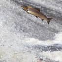 Salmon jumping at Philiphaugh Cauld on the Ettrick.