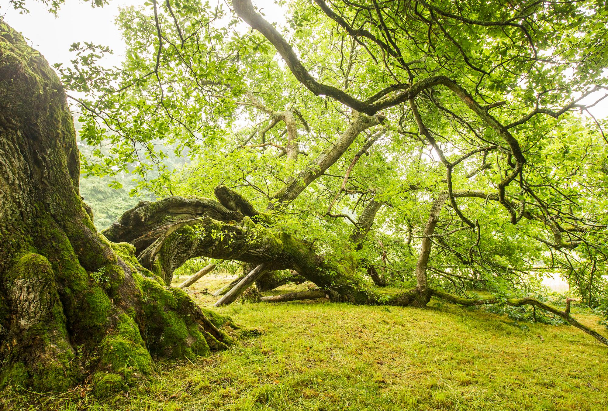 Future of the famous Capon Tree in Jedburgh is hanging in the balance
