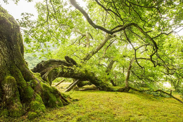 Future of the famous Capon Tree in Jedburgh is hanging in the balance