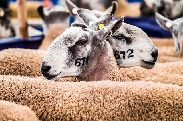Kelso's Border Union Ram Sales take place on Friday, September 10.