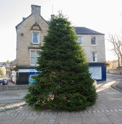 Jedburgh's Christmas tree has arrived. (Photo: BILL McBURNIE)