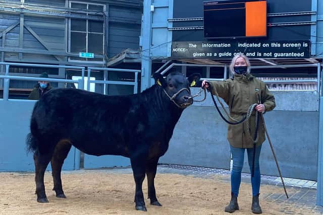 Zoe Hall at St Boswell's Mart, with her champion calf. (Photo: BILL McBURNIE)