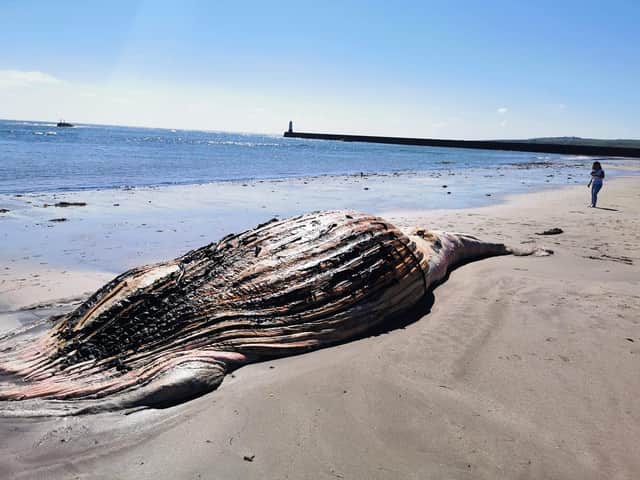 The whale which was washed up near Berwick pier this morning.