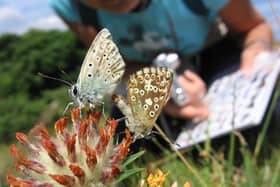Watching out for, and recording sightings of, butterflies while self-isolating can be good for your mental health