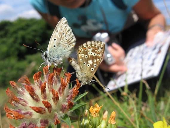 Watching out for, and recording sightings of, butterflies while self-isolating can be good for your mental health