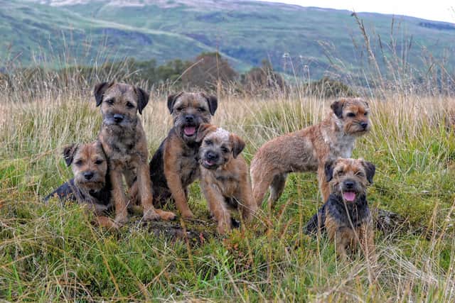 Fans of the beloved Border Terrier breed are set to flock to Kelso.