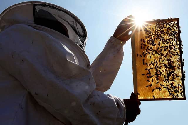 Beekeeper and Chairman of The London Beekeepers Association John Chapple installs a new bee hive on an urban rooftop garden in Islington. He has told ther bees about their new master (photo: Getty Images)