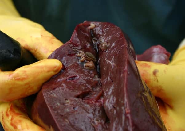 Live fluke infection in cattle costs the UK agriculture industry around £300 million per year