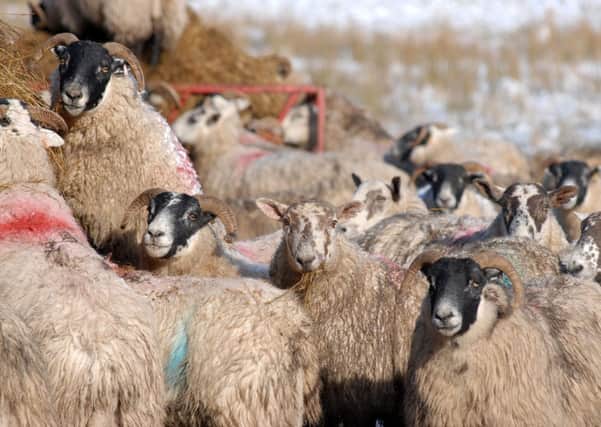 Hungry sheep enjoy silage this winter