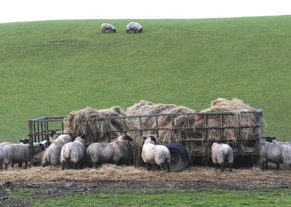 Feeding in the last six weeks of pregnancy is important says new sheep vets group
