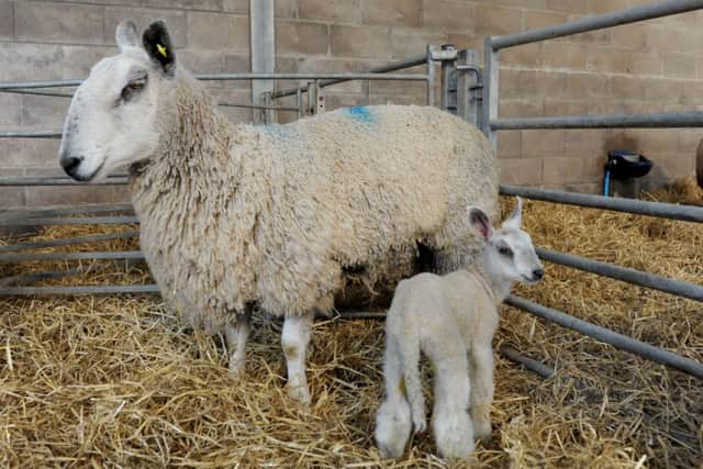 13/03/14, TSPL, Scotsman, magazine, Feature  on BBC outdoor programme Lambing Live which is to be shown at the end of the month. The programme with presenter Kate Humble focuses on the Dykes family on their farm, South Slipperfield outside West Linton.  The first lamb born on the farm. Pic Ian Rutherford
