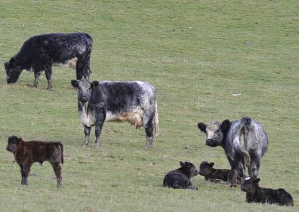 Cows and calves in the Yarrow Valley