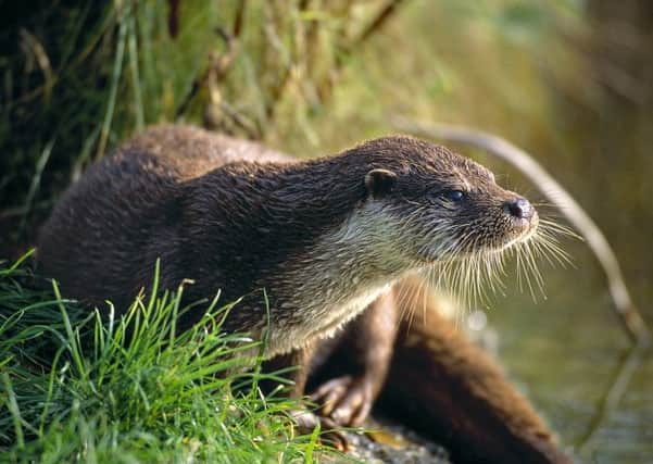 A walk to find otters at the Hirsel in Coldstream is among the activities.