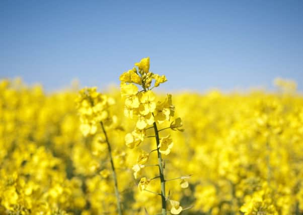 One in a million oil seed rape
Image information:
Collection: iStockphoto Item number: 136617837 Title: One in a millionLicence type: Royalty-free Max file size (JPEG): 31.4 x 23.5 cm (3,709 x 2,777 px) / 300 dpi Release info: No release required Keywords:
Blue, Colour, Crop, Differential Focus, Environment, Environmental Conservation, Extreme Close Up, Field, Flower, Focus, Horizontal, Local Produce, Macro, Nature, No People, Oil Industry, Oilseed Rape, Outdoors, Photography, Sky, Spring, Yellow Select size and download
 Web 
478 x 358 px | 16.9 x 12.6 cm | 72 dpi 
 Low 
684 x 512 px | 24.1 x 18.1 cm | 72 dpi 
 Medium 
2,003 x 1,500 px | 17 x 12.7 cm | 300 dpi 
 High 
3,709 x 2,777 px | 31.4 x 23.5 cm | 300 dpi 
Continue 
Renew your subscription  
1 YEAR
Best value £ 125/mo  
Add an image pack  
4 options
Starting at: £ 59  
Learn more  
All contents © 2012 Thinkstock. All rights reserved.