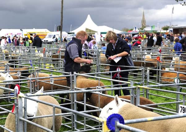 Sheep judging at last year's Border Union Agricultural Show.