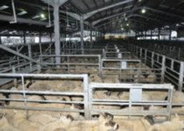 PRIME CONSIGNMENT: A feature of the weekly Prime Sheep Sale at St Boswells on Monday was this consignment of 1,135 prime sheep which originated from the Shetland Islands. The sheep were originally supplied by M/s G.B. and A.M. Anderson, Lerwick, and were consigned by Sunwick Farm Ltd off winterings in Berwickshire. The consignment averaged 212.5 per kg and £86.28 per head.