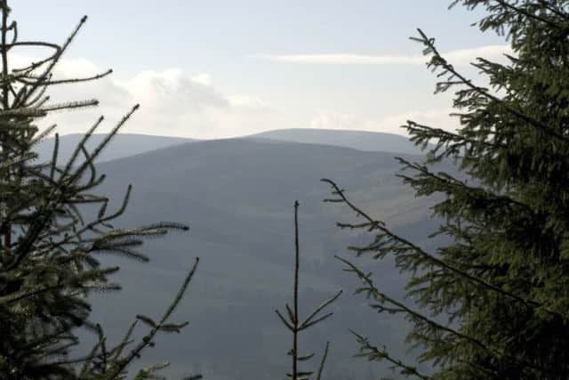 Conifer trees in The Scottish Borders.