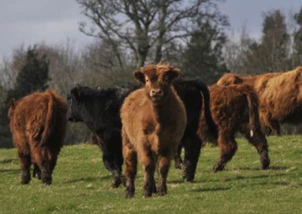 Highland Cattle calves near Maxton.