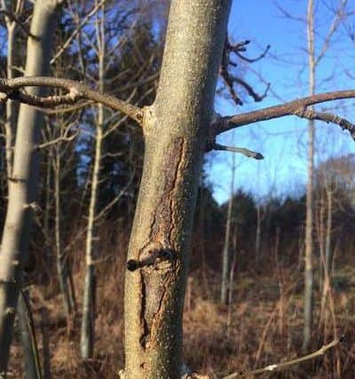 A classic diamond shape typical of Ash dieback. The wood beneath the scar is dead and the bark has collapsed in, and will expand over time and ring the tree.