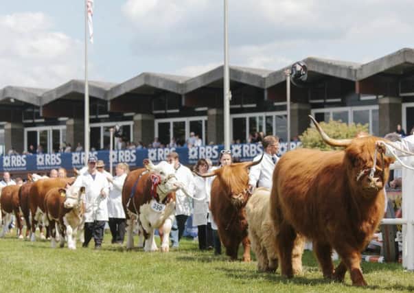 The grand parade of stock at the Royal Highland Show 2014.