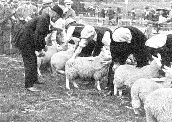 BUAS Book.Judging Border Leicesters at the 1911 Border Union Show.