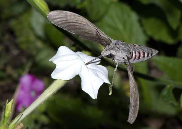 With a 12cm wingspan, the Convolvulus Hawick Moth is one of the largest moths found in Europe.