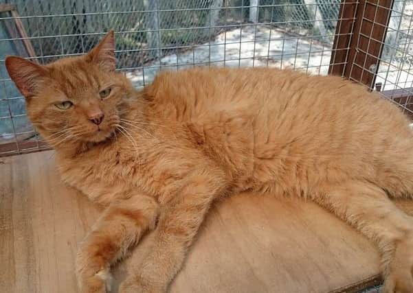 Sam is a gorgeous 10-year-old neutered male. He has been with us for five months now. He is looking for a home of his own.  If you think you could give this handsome chap a home then please give us a call on 01896 849090