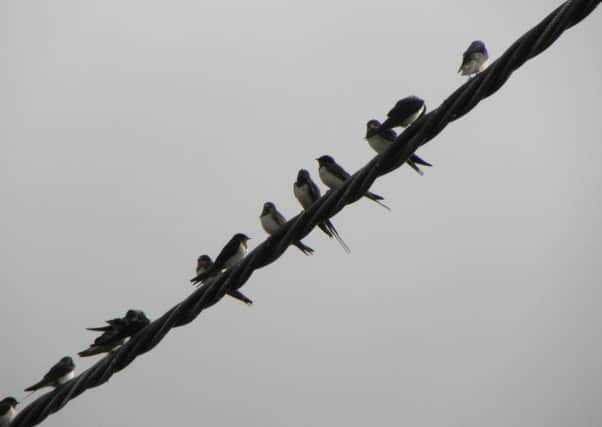 All lined up and ready to go. The swallows outside my house at the weekend.