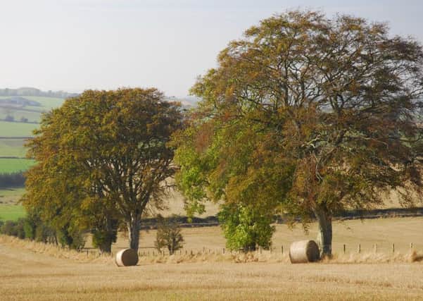Mature beech trees create significant landscape features in the Borders countryside.