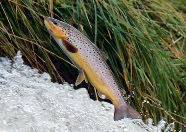 Photographer-Ian Georgeson-07921 567360- Brown Trout makes a leap up the river leithen at the Salmon ladder