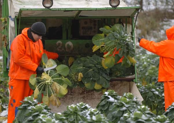 Polish and Lithuanian workers harvesting brussel sprouts.