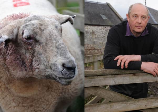 Rory Bell at Roxburgh Mill has had sheep attacked despite fences seperating the fields from footpaths