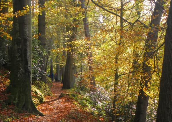 The splendor of a Borders woodland in autumn.