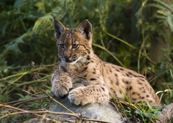 Lynx UK Trust has launched a national stakeholder consultation to formally discuss lynx reintroduction to the UK in 2016.